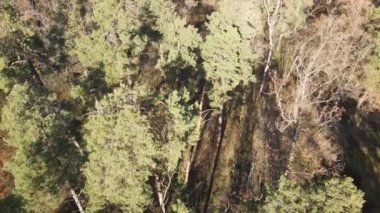 Bir sonbahar gününde ağaçlı orman