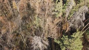 Bir sonbahar gününde ağaçlı orman