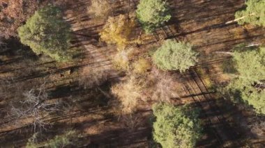 Bir sonbahar gününde ağaçlı orman