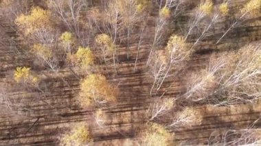 Bir sonbahar gününde ağaçlı orman