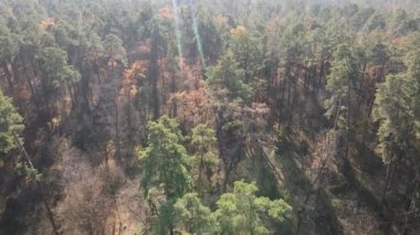 Bir sonbahar gününde ağaçlı orman