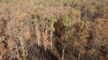 Bir sonbahar gününde ağaçlı orman