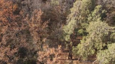 Bir sonbahar gününde ağaçlarla kaplı güzel bir orman.