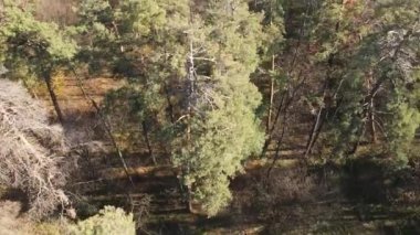 Bir sonbahar gününde ağaçlarla kaplı güzel bir orman.