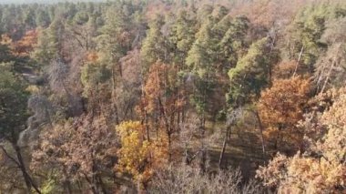 Bir sonbahar gününde ağaçlarla kaplı güzel bir orman.