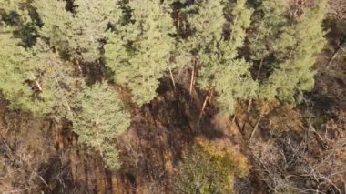 Bir sonbahar gününde ağaçlarla kaplı güzel bir orman.