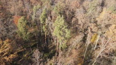 Bir sonbahar gününde ağaçlarla kaplı güzel bir orman.