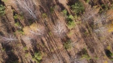 Bir sonbahar gününde ağaçlarla kaplı güzel bir orman.
