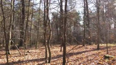 Bir sonbahar gününde ağaçlarla kaplı güzel bir orman.