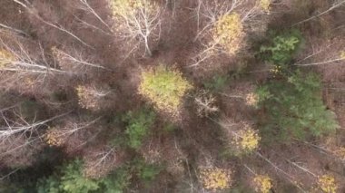 Bir sonbahar gününde ağaçlarla kaplı güzel bir orman.