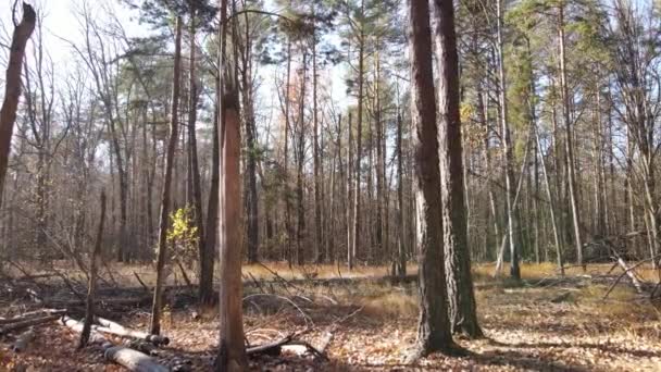 Δάσος με δέντρα σε μια φθινοπωρινή μέρα — Αρχείο Βίντεο