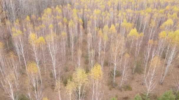 Bosque con árboles en un día de otoño — Vídeos de Stock