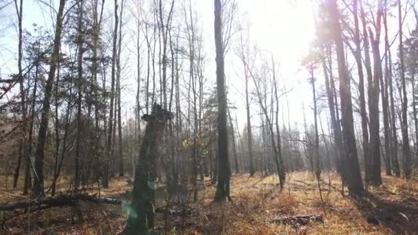 Красивый лес с деревьями в осенний день — стоковое видео