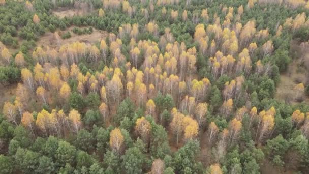 Belle forêt avec des arbres dans une journée d'automne — Video