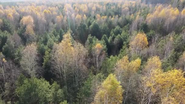 Hermoso bosque con árboles en un día de otoño — Vídeo de stock