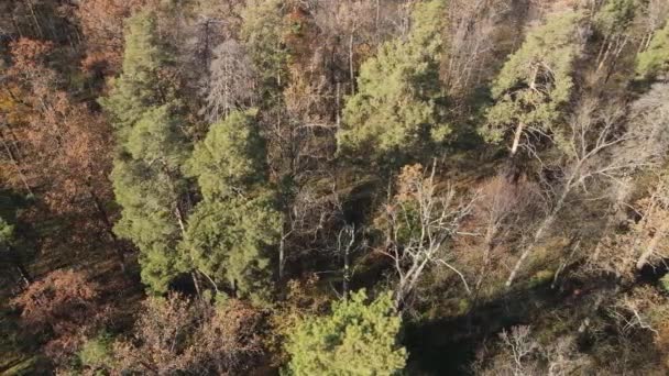 秋の日に木のある美しい森 — ストック動画