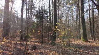 Bir sonbahar gününde ağaçlarla kaplı güzel bir orman.