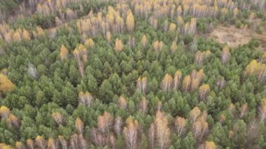 Bir sonbahar gününde ağaçlarla kaplı güzel bir orman.
