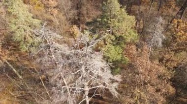 Bir sonbahar gününde ağaçlarla kaplı güzel bir orman.