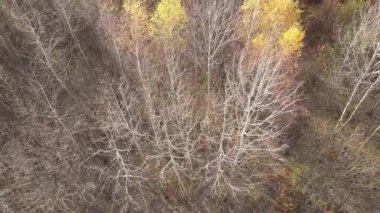 Bir sonbahar gününde ağaçlarla kaplı güzel bir orman.