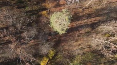 Bir sonbahar gününde ağaçlarla kaplı güzel bir orman.