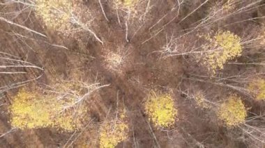 Bir sonbahar gününde ağaçlarla kaplı güzel bir orman.