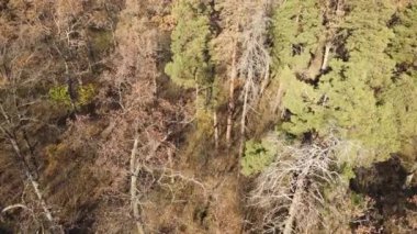 Bir sonbahar gününde ağaçlarla kaplı güzel bir orman.