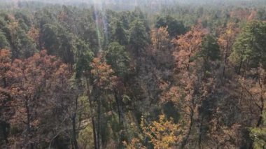 Bir sonbahar gününde ağaçlarla kaplı güzel bir orman.