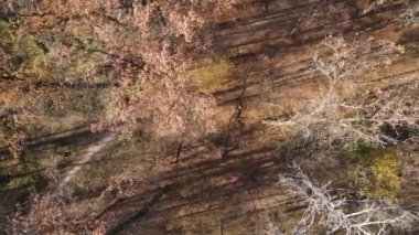 Bir sonbahar gününde ağaçlarla kaplı güzel bir orman.