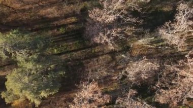 Bir sonbahar gününde ağaçlarla kaplı güzel bir orman.