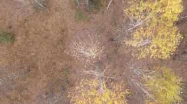 Bir sonbahar gününde ağaçlarla kaplı güzel bir orman.