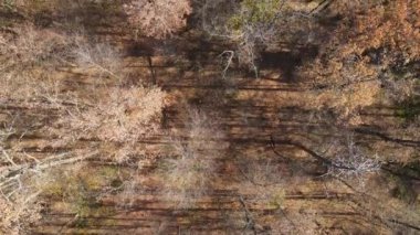 Bir sonbahar gününde ağaçlarla kaplı güzel bir orman.