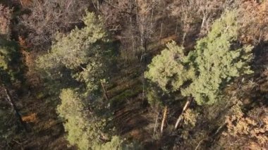 Bir sonbahar gününde ağaçlarla kaplı güzel bir orman.