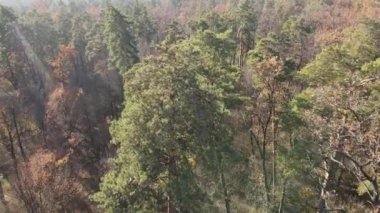 Bir sonbahar gününde ağaçlarla kaplı güzel bir orman.