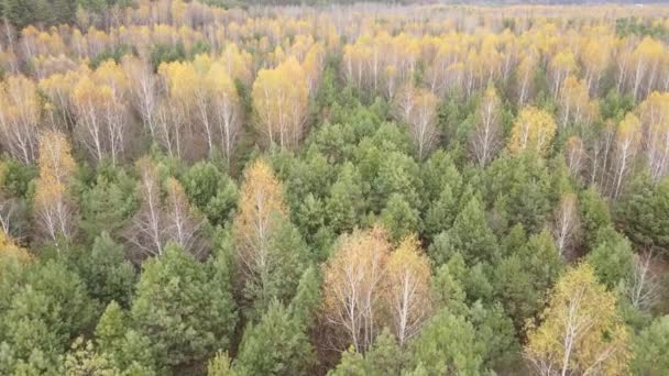 Bela floresta com árvores em um dia de outono — Vídeo de Stock