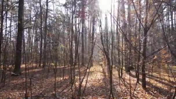 Belle forêt avec des arbres dans une journée d'automne — Video