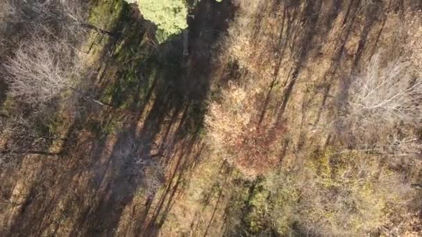 Schöner Wald mit Bäumen an einem Herbsttag — Stockvideo