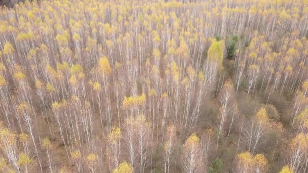 Hermoso bosque con árboles en un día de otoño — Vídeos de Stock