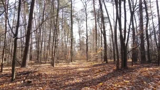 Красивий ліс з деревами в осінній день — стокове відео