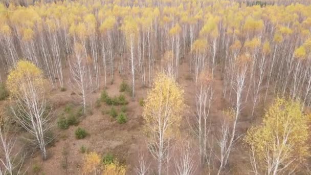 Bella foresta con alberi in una giornata d'autunno — Video Stock
