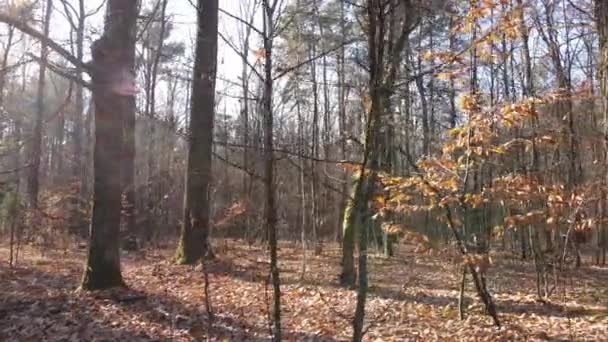 Bir sonbahar gününde ağaçlarla kaplı güzel bir orman. — Stok video