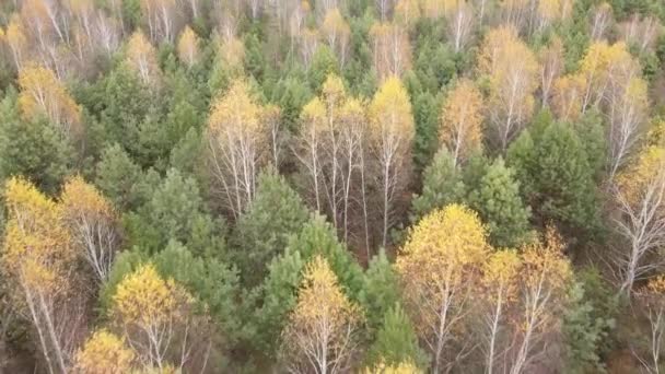 Όμορφο δάσος με δέντρα σε μια φθινοπωρινή μέρα — Αρχείο Βίντεο