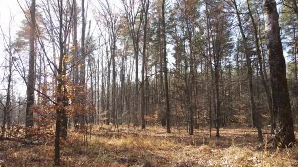 Kaunis metsä puiden kanssa syksyllä päivä — kuvapankkivideo