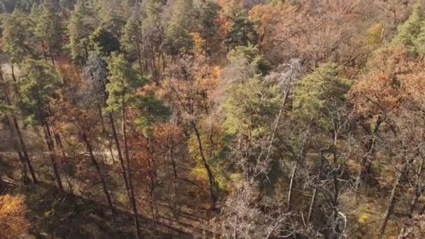 Bela floresta com árvores em um dia de outono — Vídeo de Stock