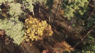 Bir sonbahar gününde ağaçlarla kaplı güzel bir orman.