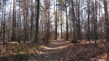 Bir sonbahar gününde ağaçlarla kaplı güzel bir orman.