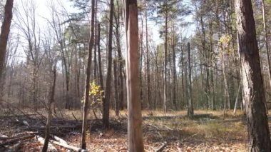 Bir sonbahar gününde ağaçlarla kaplı güzel bir orman.