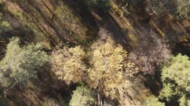 Bir sonbahar gününde ağaçlarla kaplı güzel bir orman.