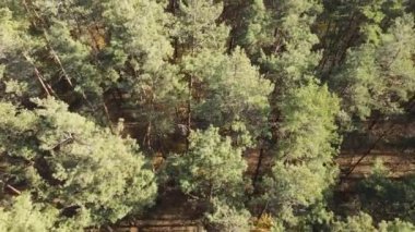 Bir sonbahar gününde ağaçlarla kaplı güzel bir orman.