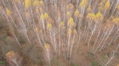 Bir sonbahar gününde ağaçlarla kaplı güzel bir orman.